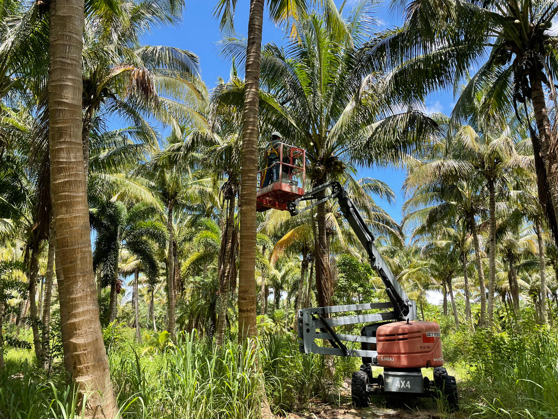 United States' Largest Coconut Grower US Coconuts