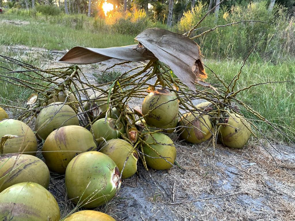 US Water Coconut  – Organic