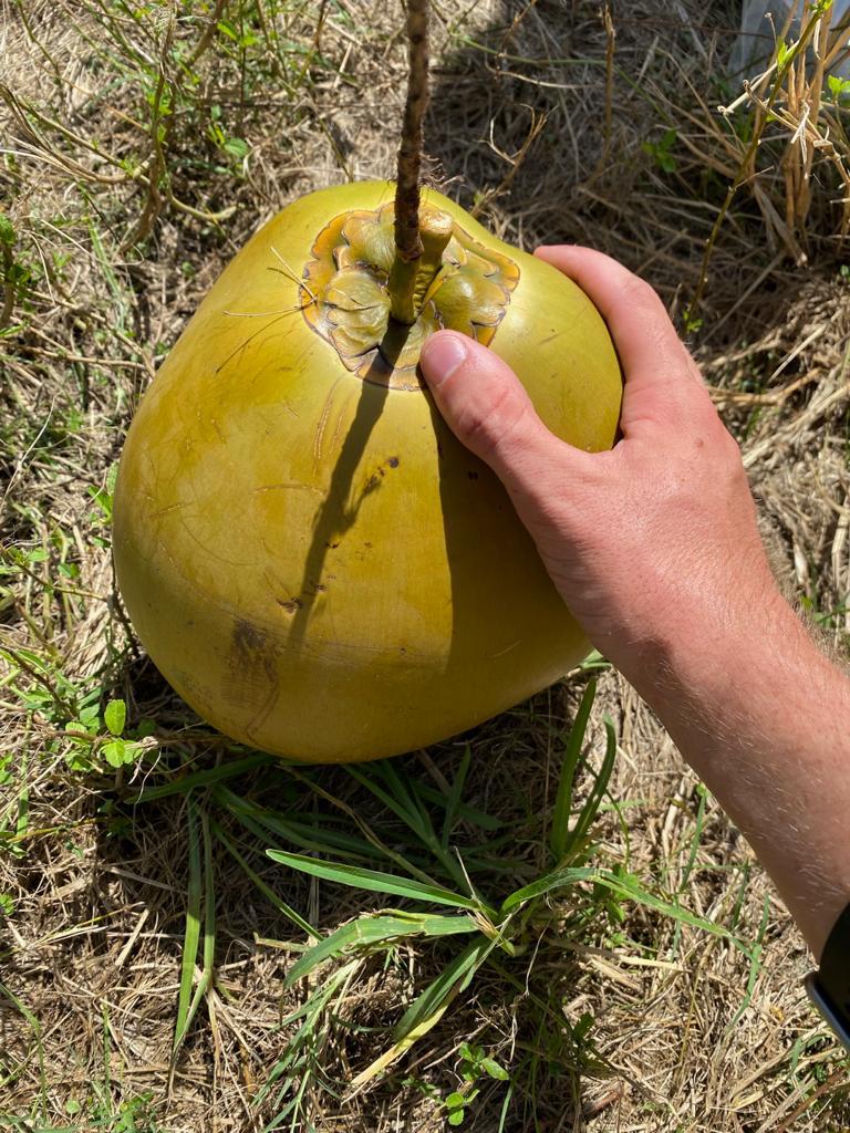 US Juicing Coconut – Organic (Water & Jelley)