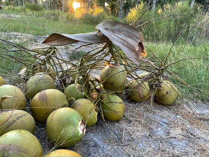 US Juicing Coconut – Organic (Water & Jelley)